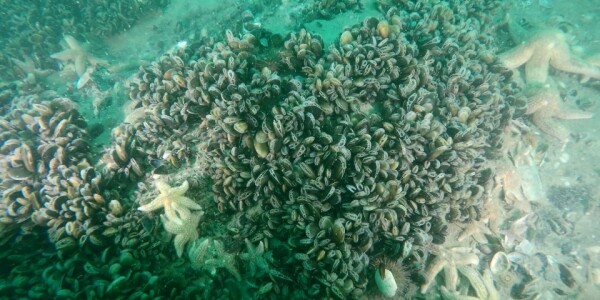 Onderwaterfoto van mosselen als basis voor een ecorif